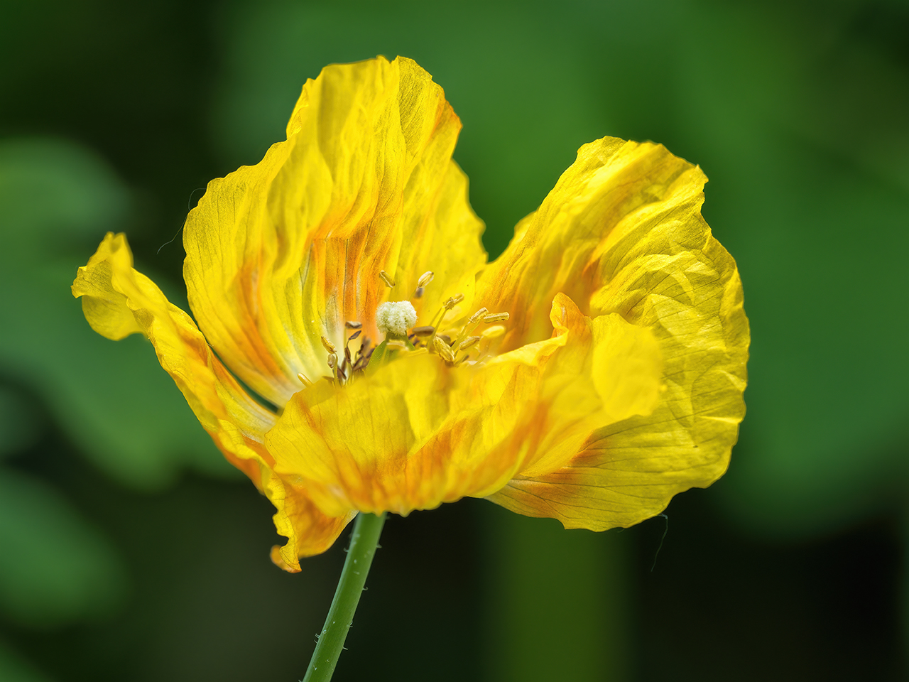 Scheinmohn