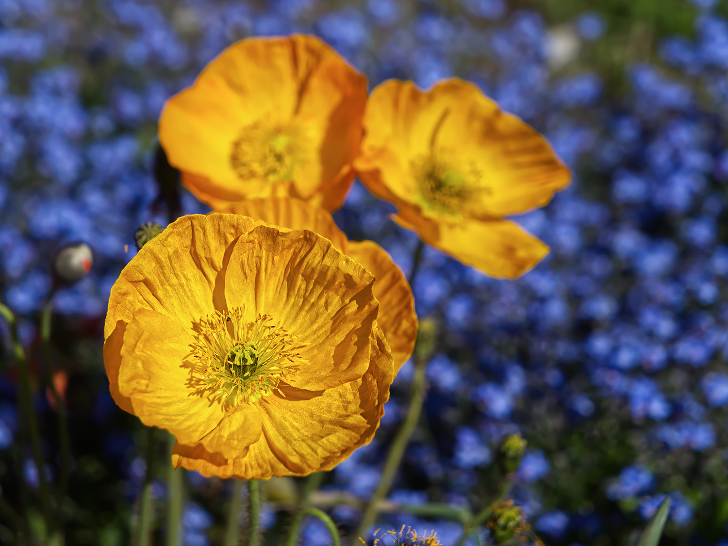 Scheinmohn