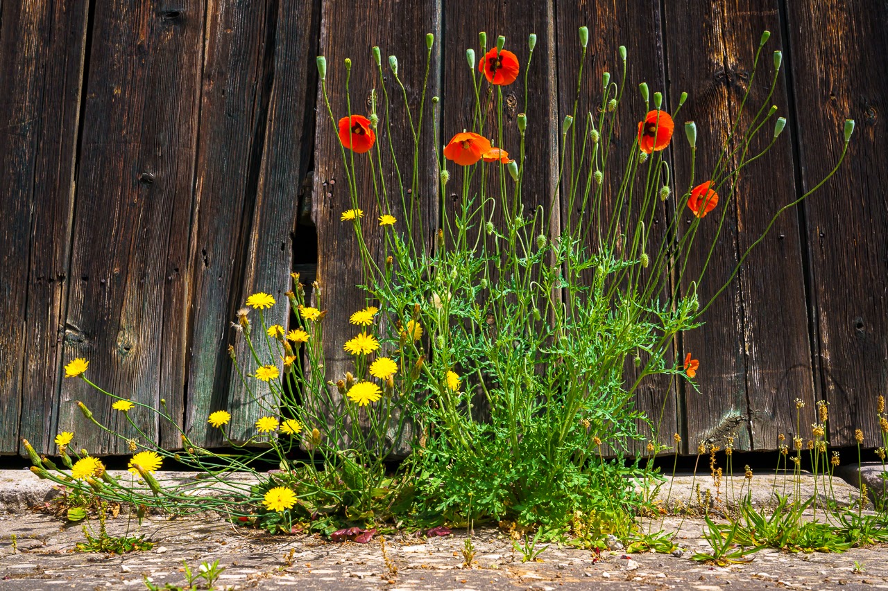 Scheunenbunt