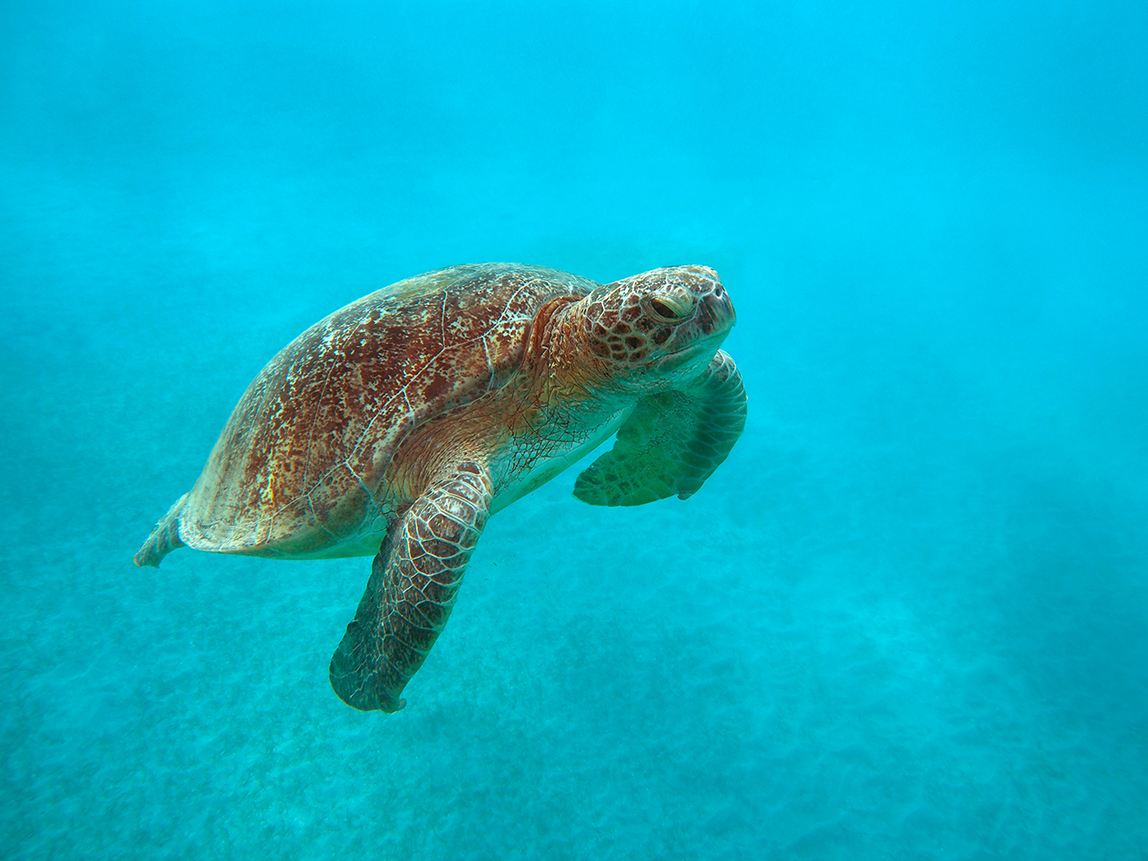 Schildkröte im roten Meer