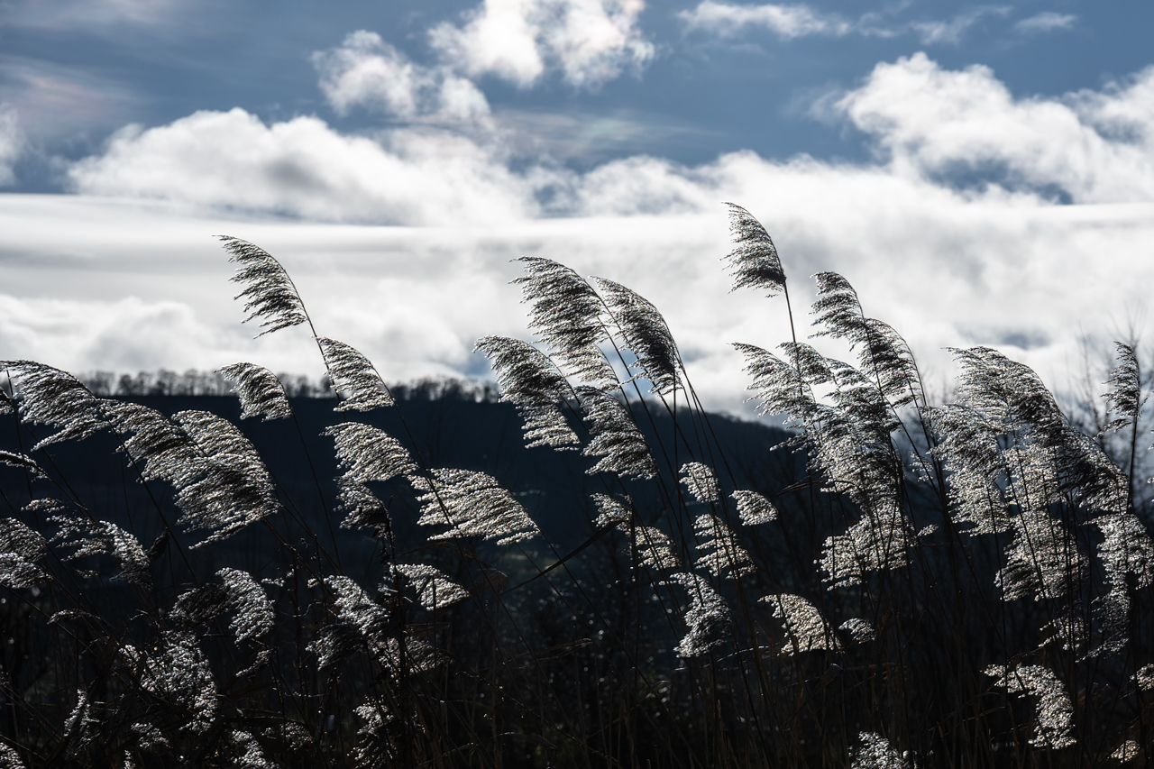 Schilf im Wind