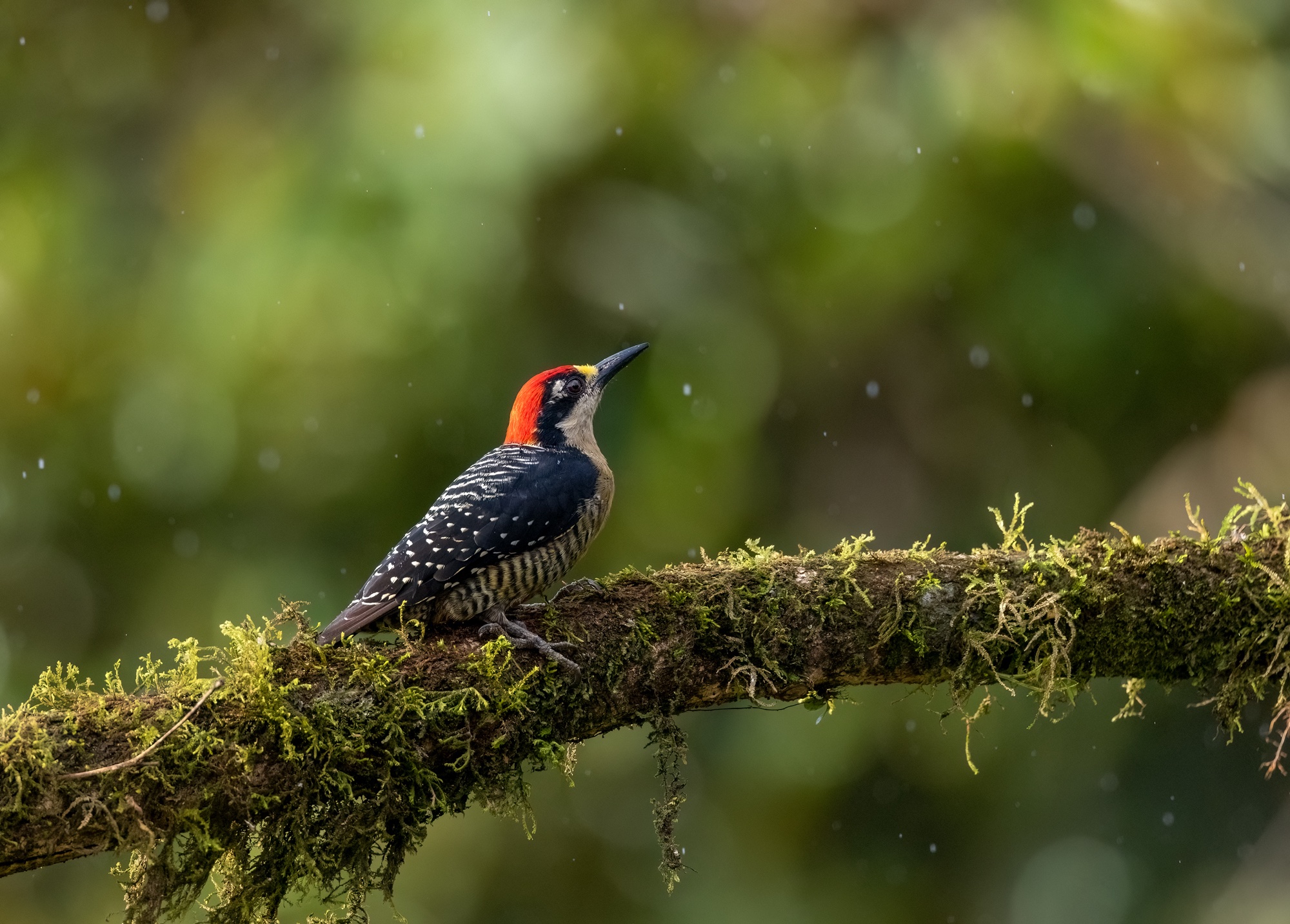 Schläfenfleckspecht