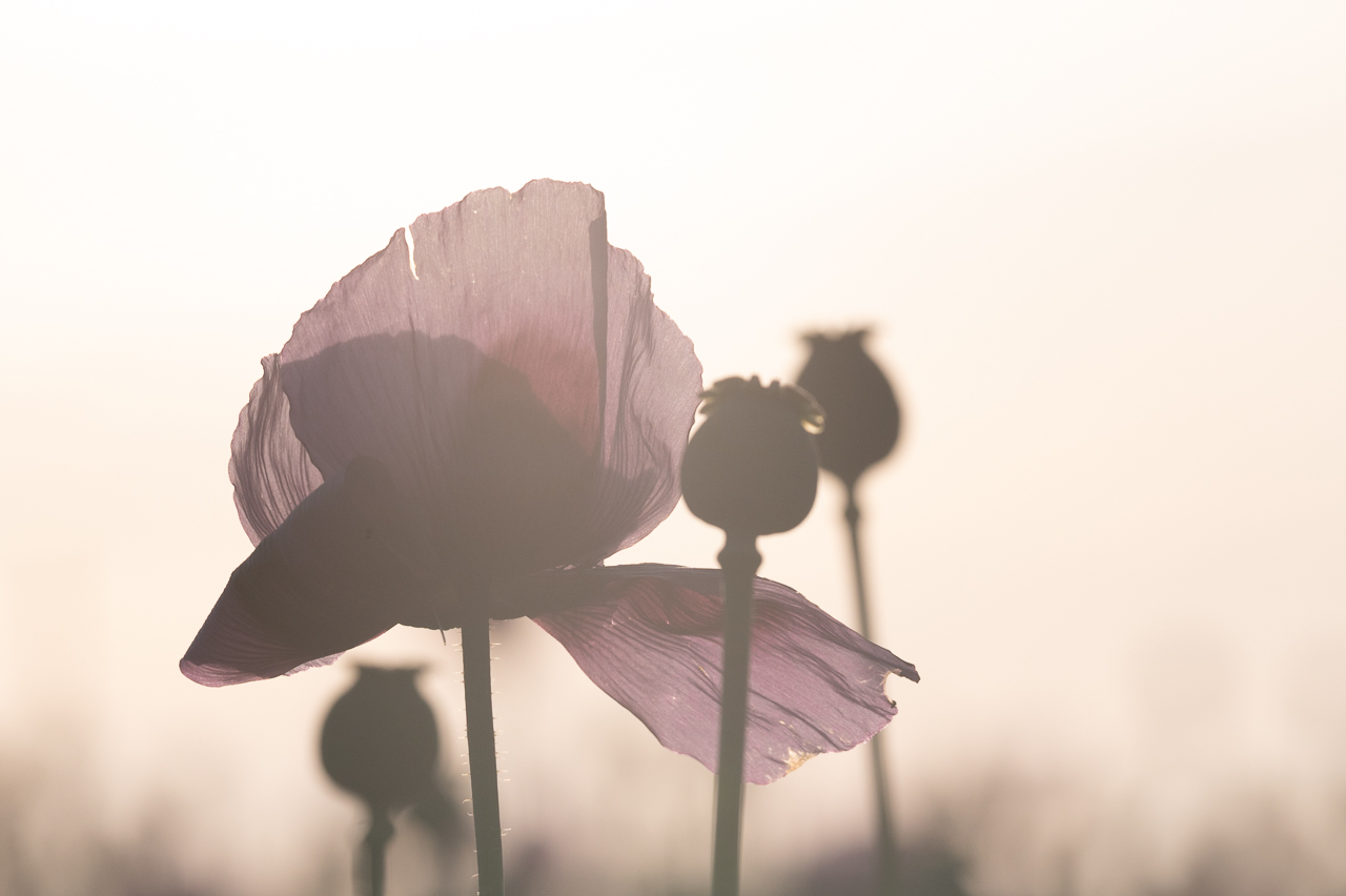 Schlafmohn im Abendlicht