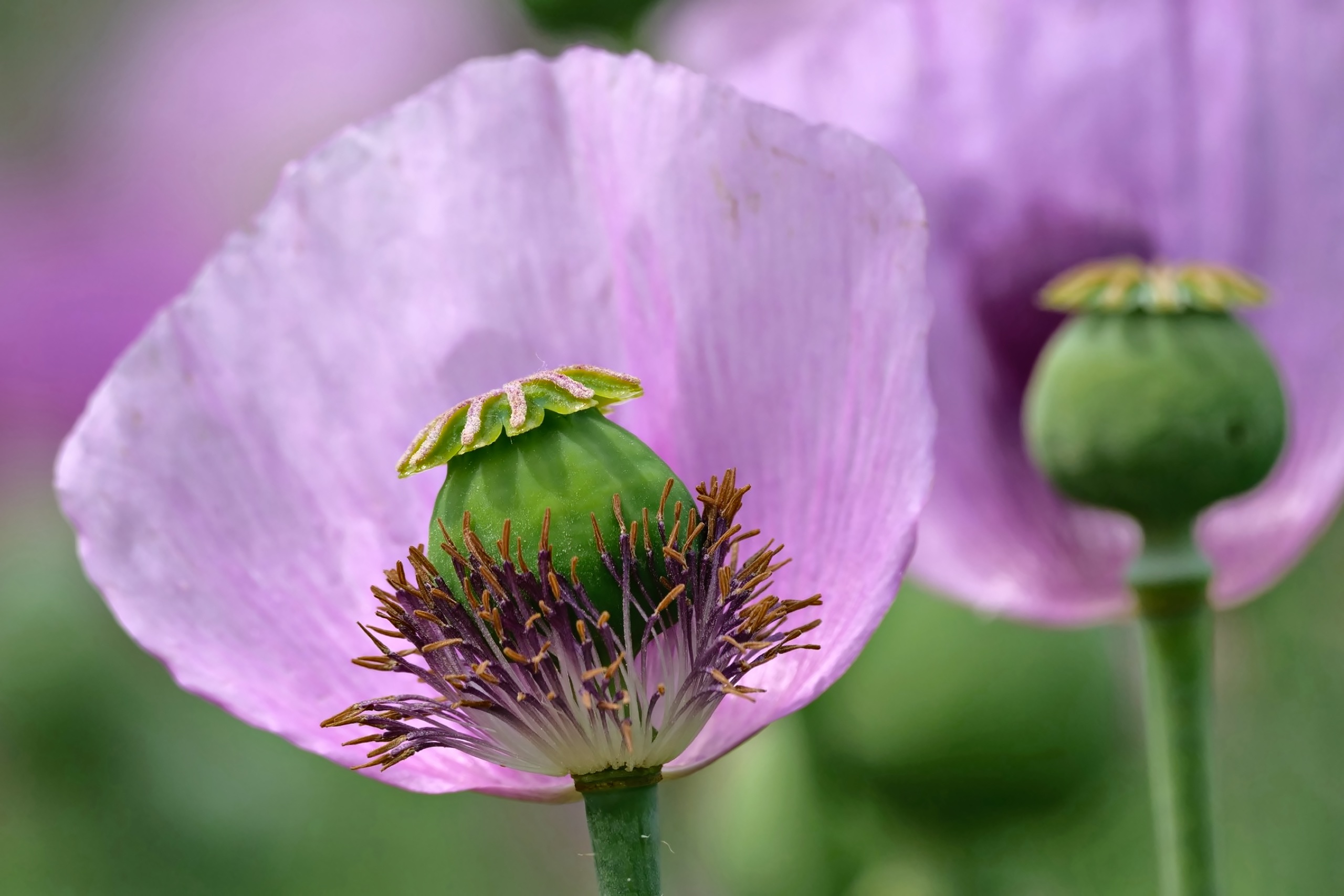 Schlafmohn