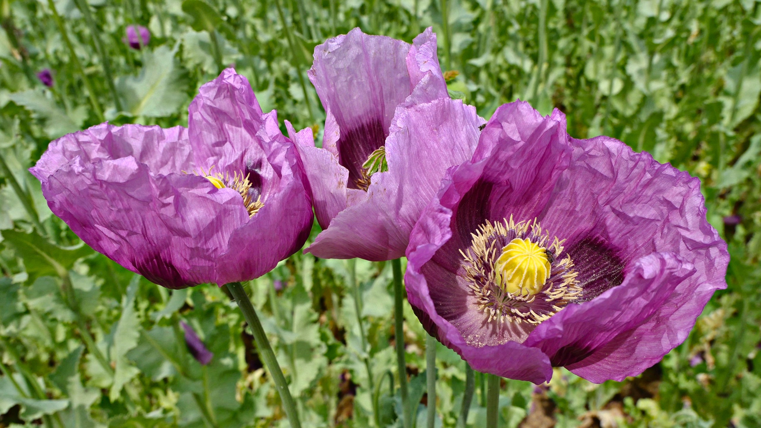 Schlafmohn
