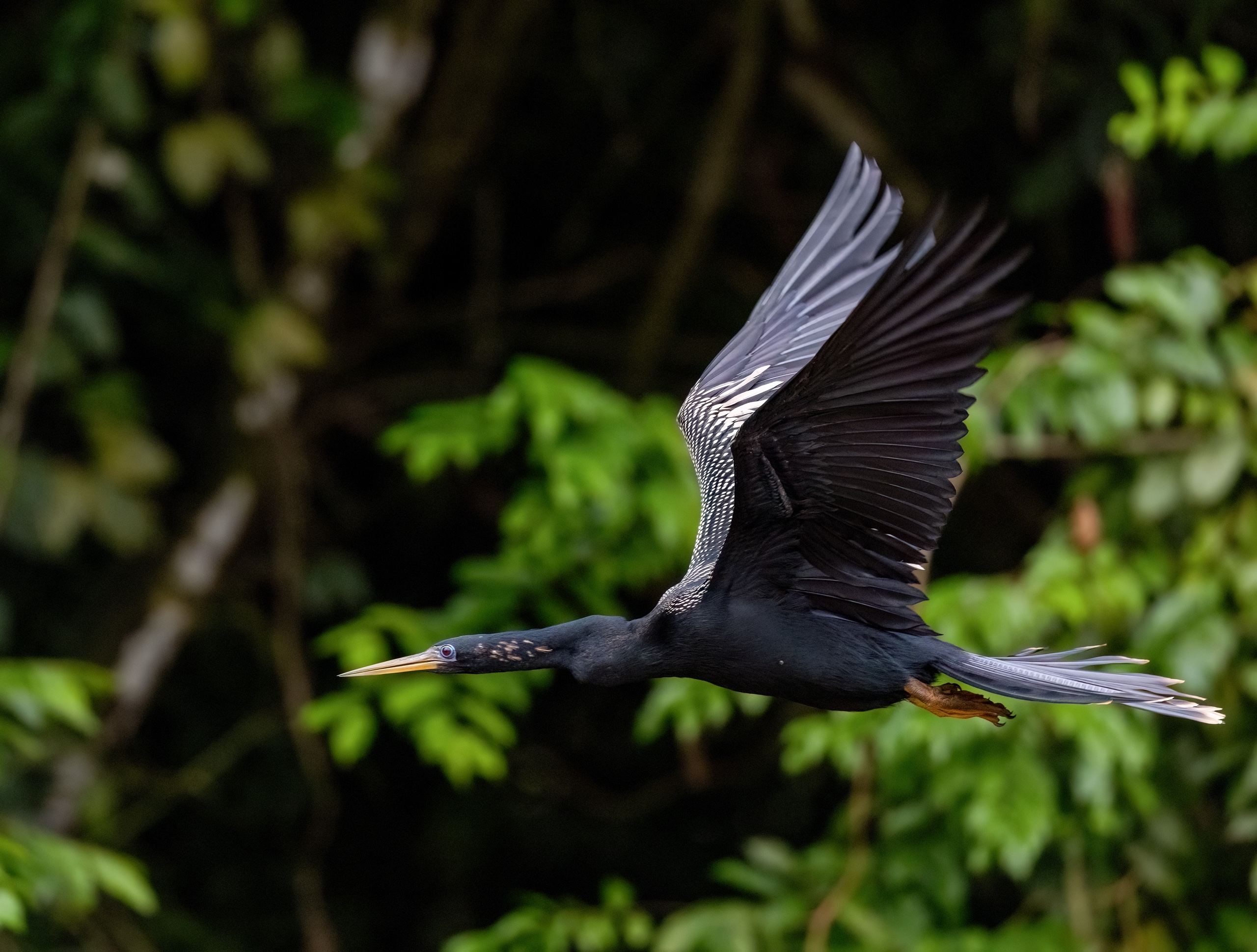 Schlangenhalsvogel im Flug