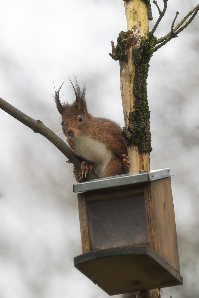 Schlechtwetterhörnchen