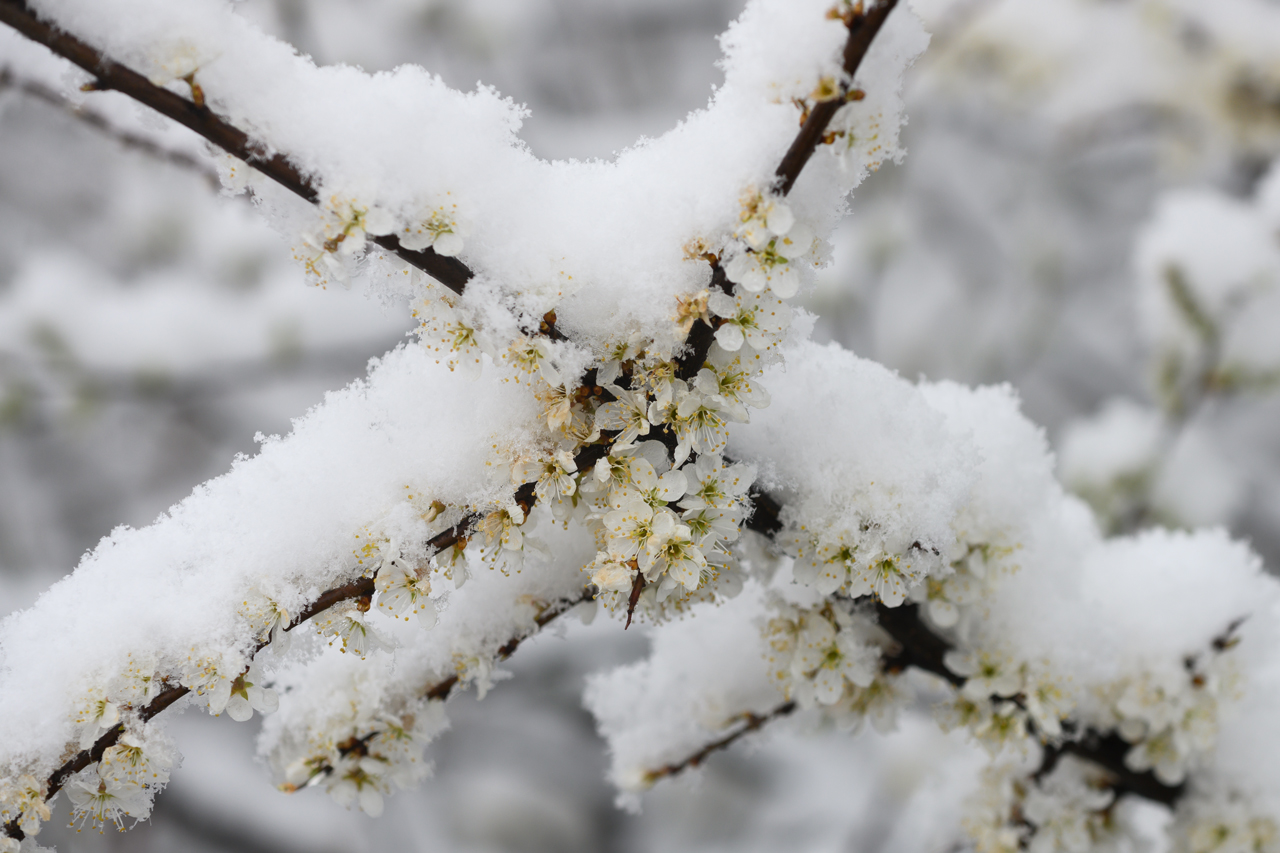 Schlehenblüte