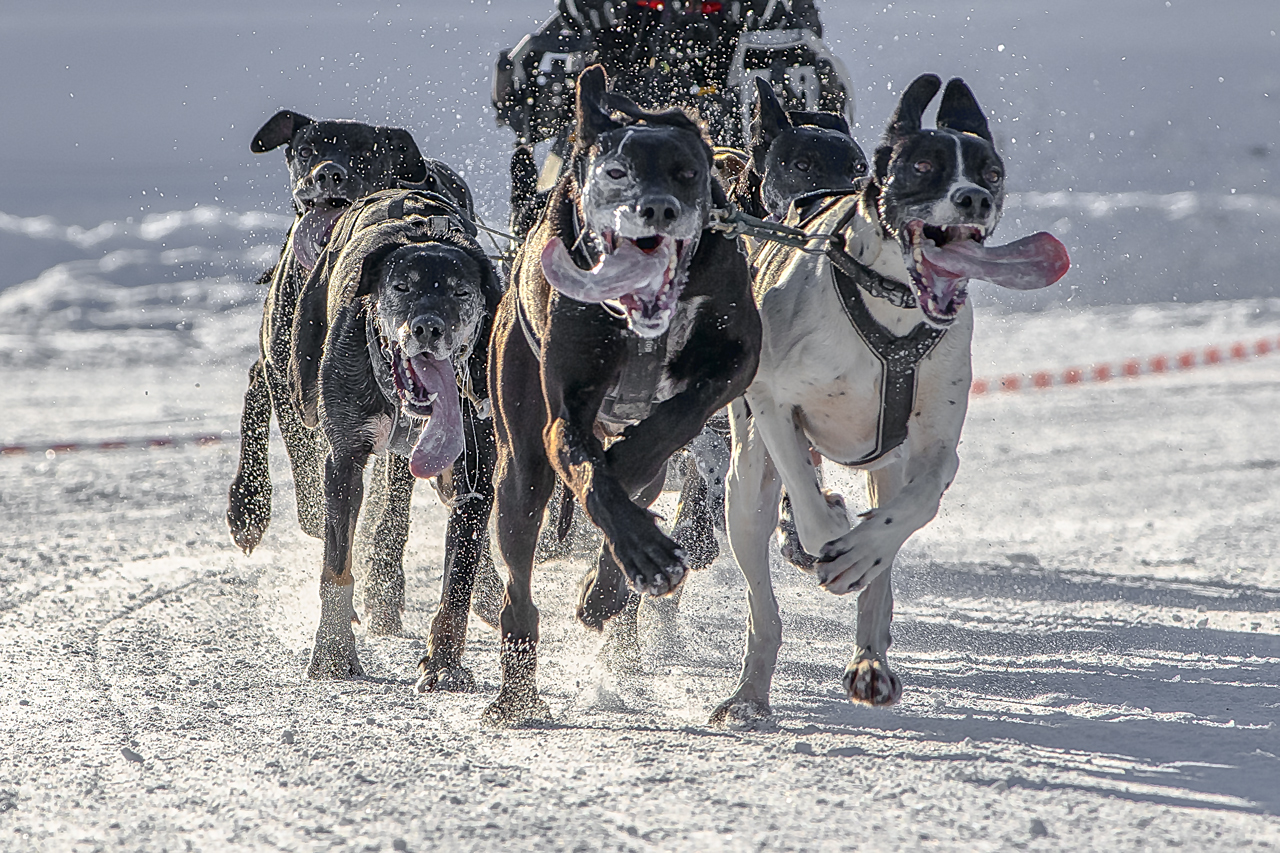 Schlittenhunderennen
