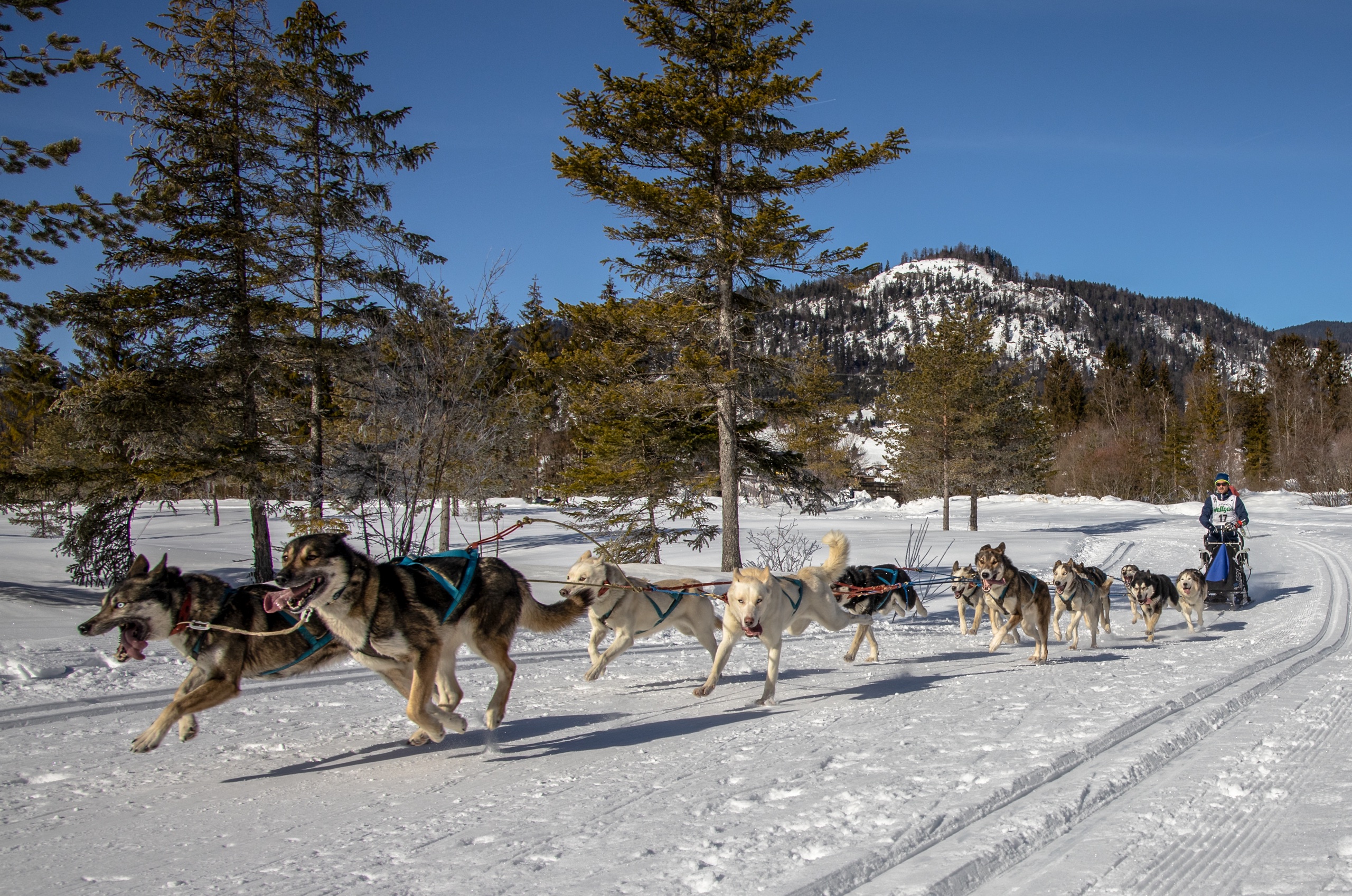 Schlittenhunderennen...