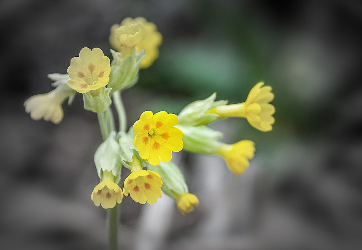 Schlüssel-Blümchen