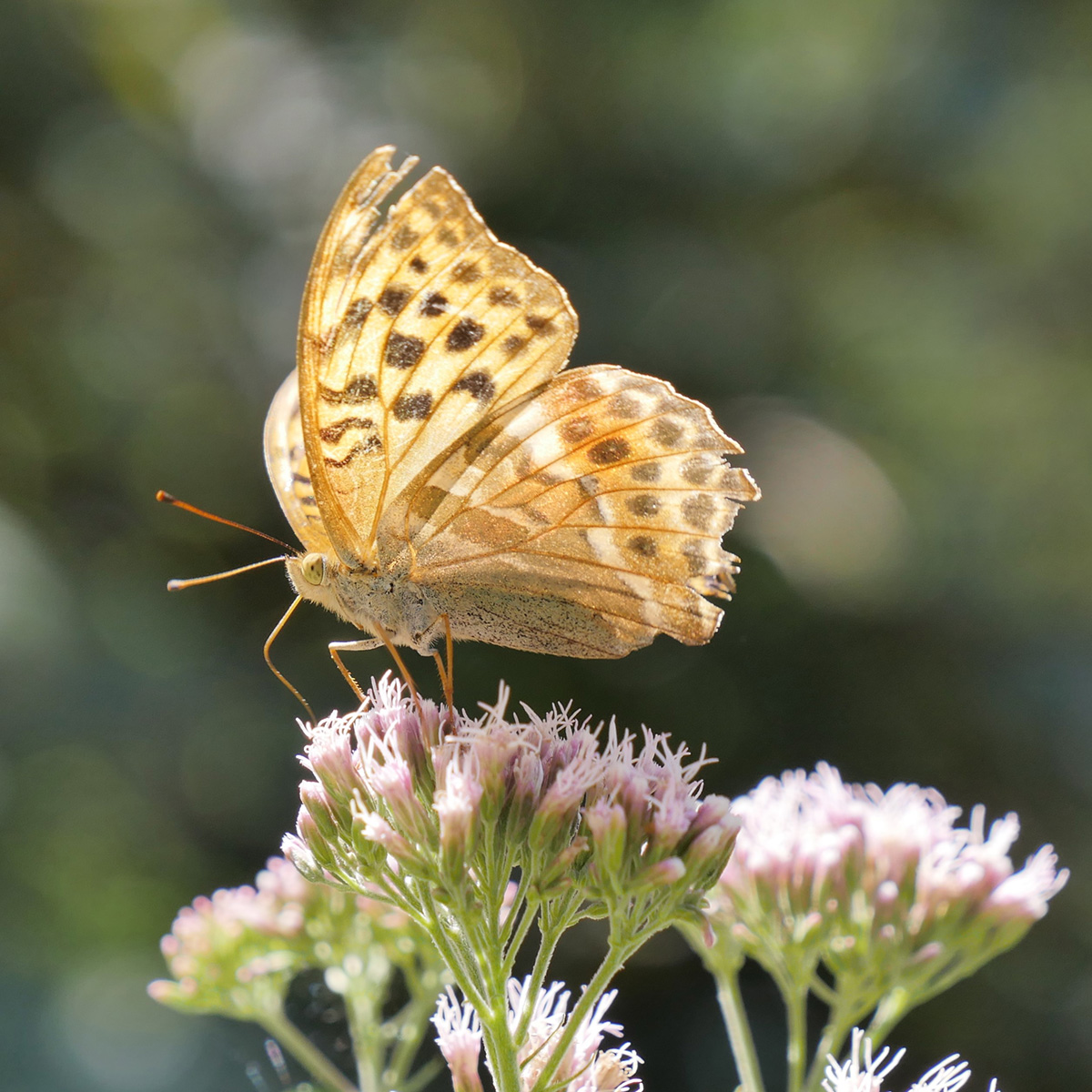 Schmetterling 2