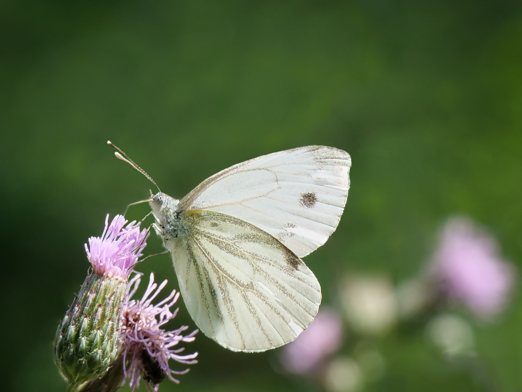 Schmetterling Du kleines Ding