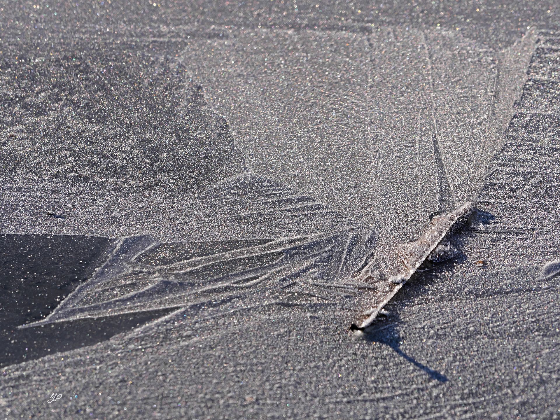 Schmetterling - - - [Nr.6 KW 25/52]