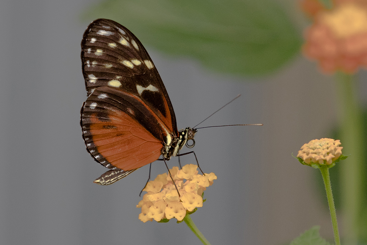 Schmetterling