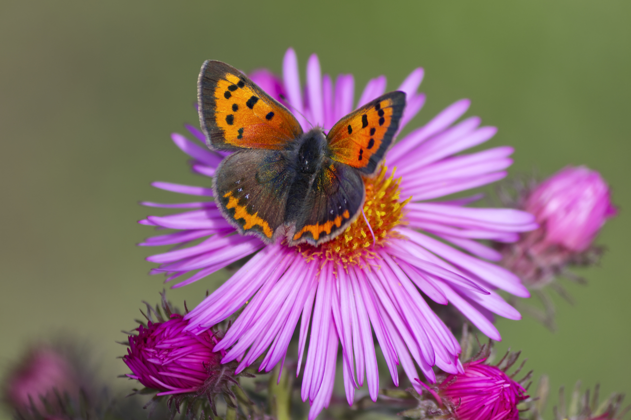 Schmetterling