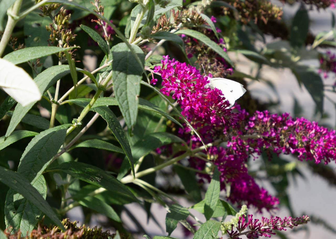 Schmetterling