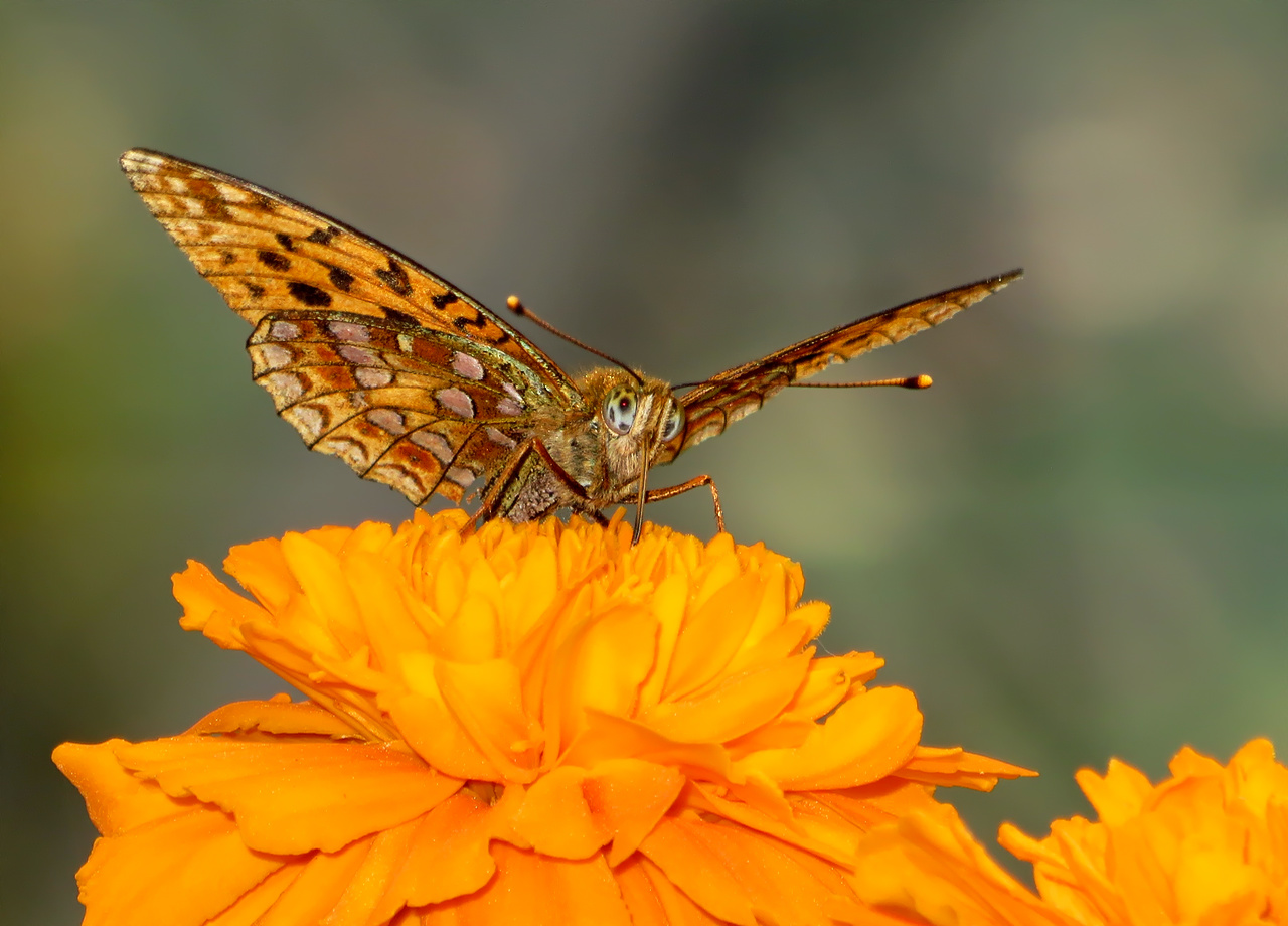 Schmetterling