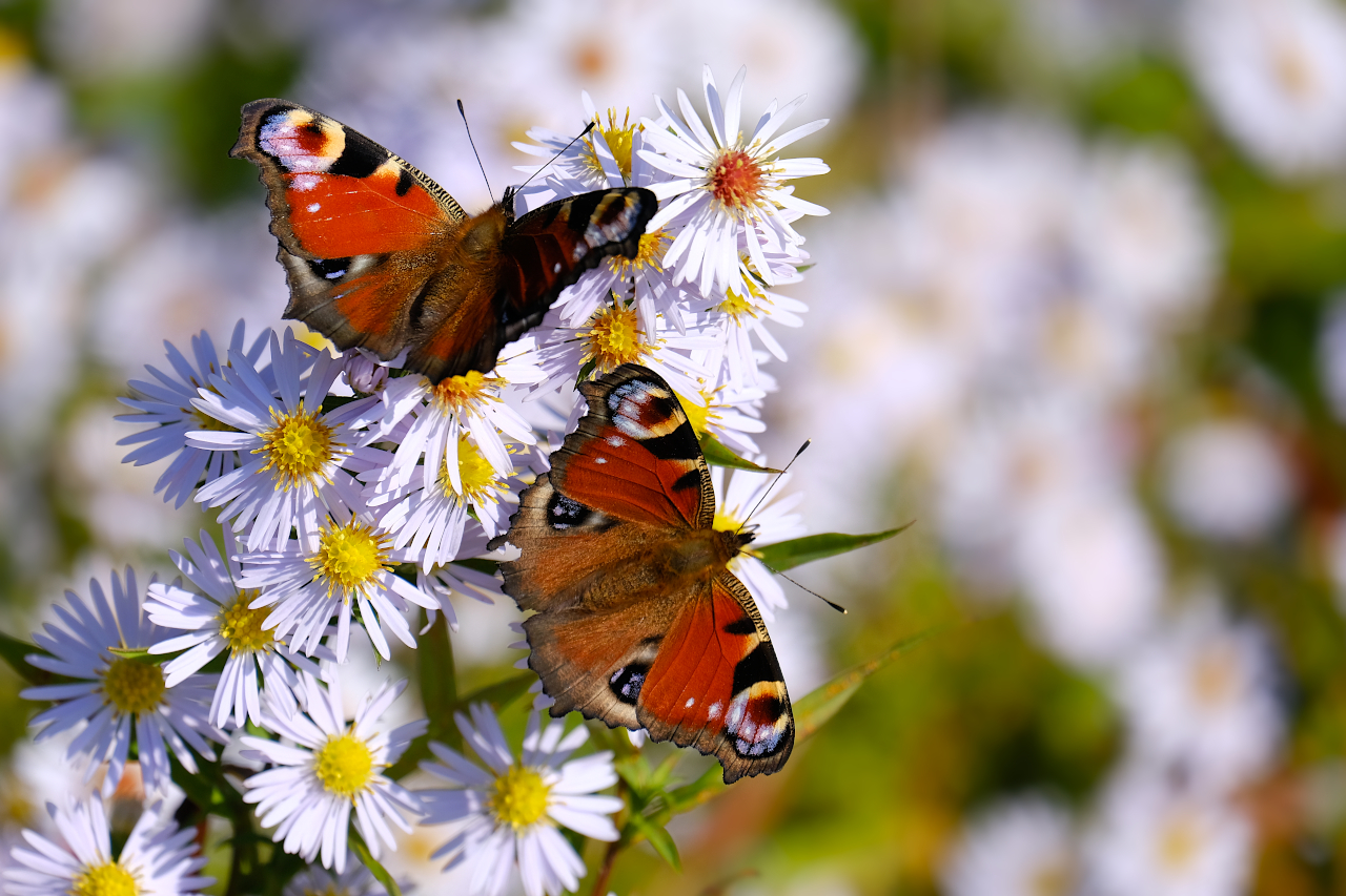 Schmetterlingstreff