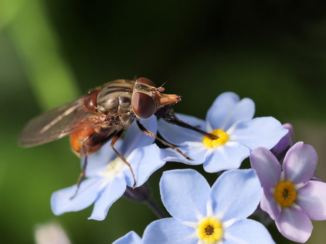 Schnabelschwebfliege