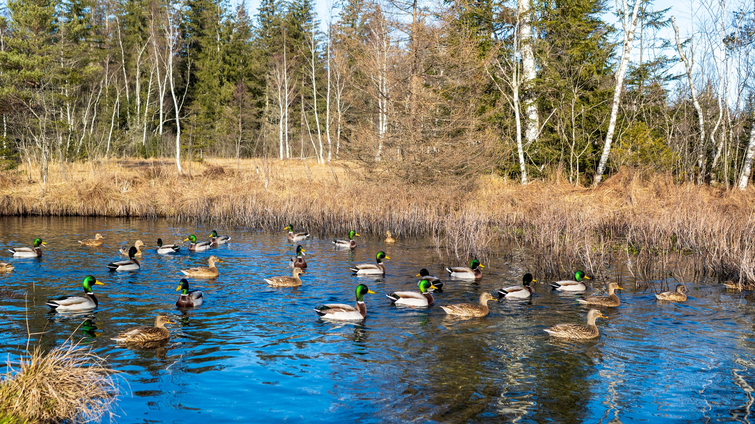 Schnattern Treffpunkt