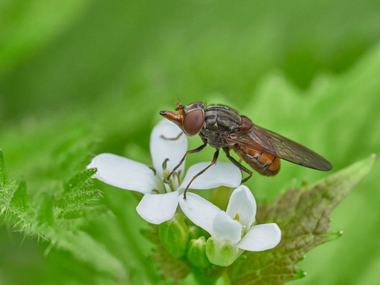 Schnauzenschwebfliege