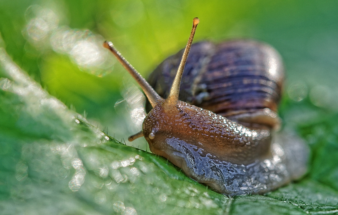 Schnecke 1