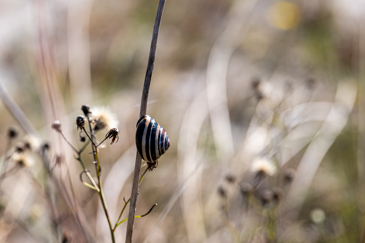 Schnecke