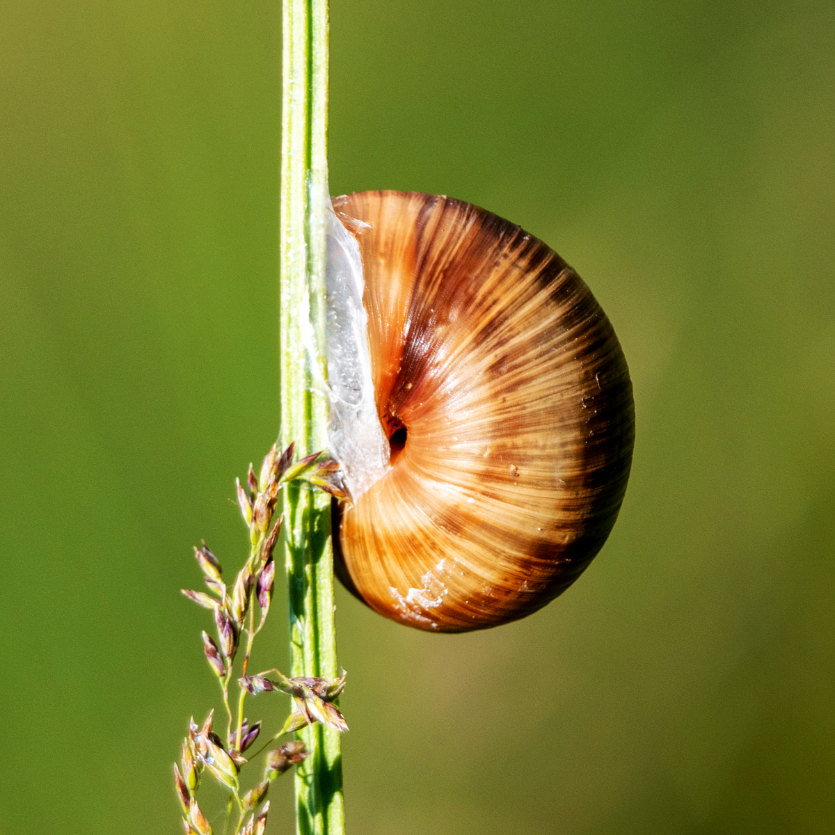 Schnecke