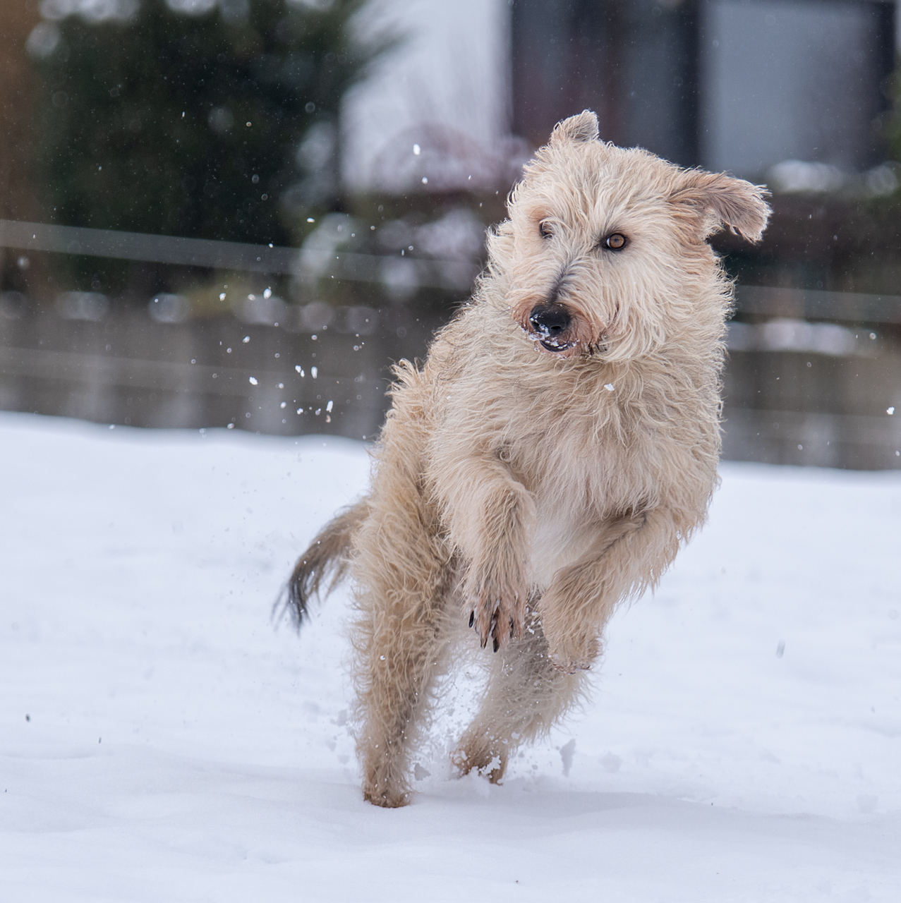 Schnee macht Spaß