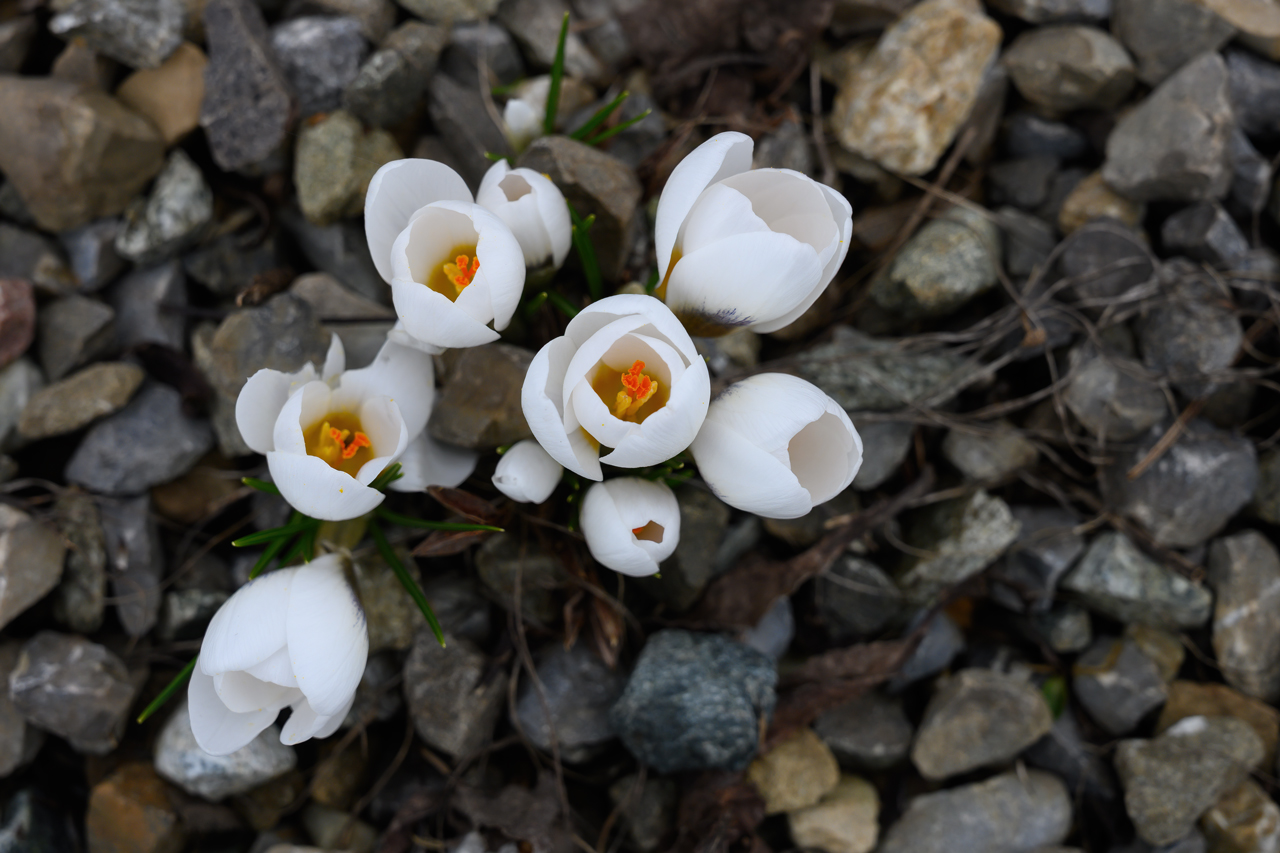 Schnee weg, Blümchen da