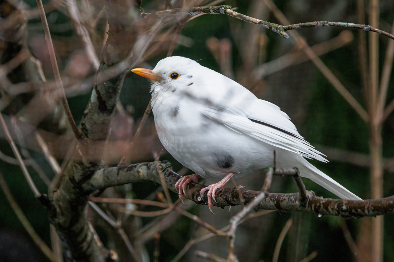 Schneeamsel...