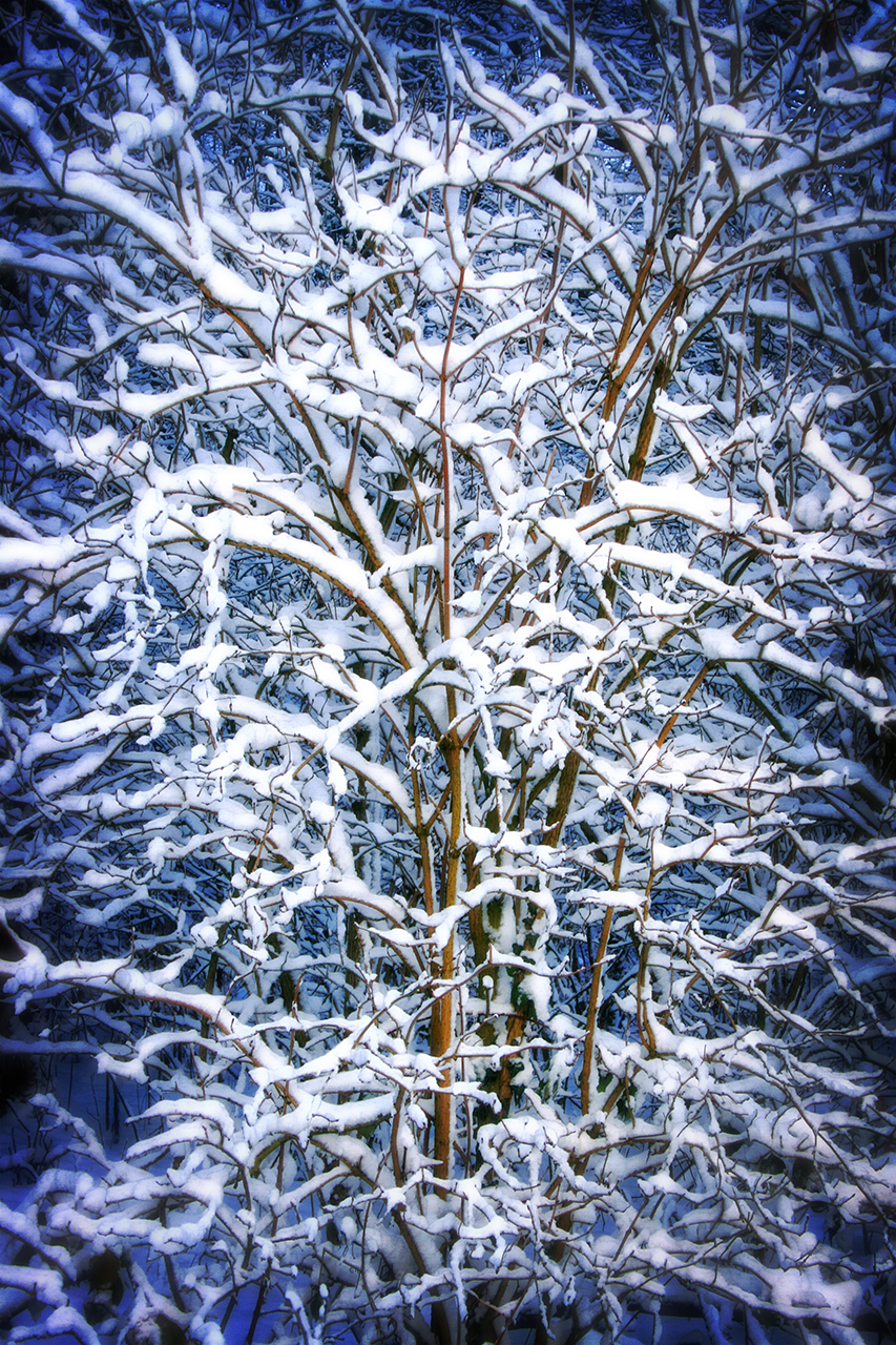 Schneebaum.jpg