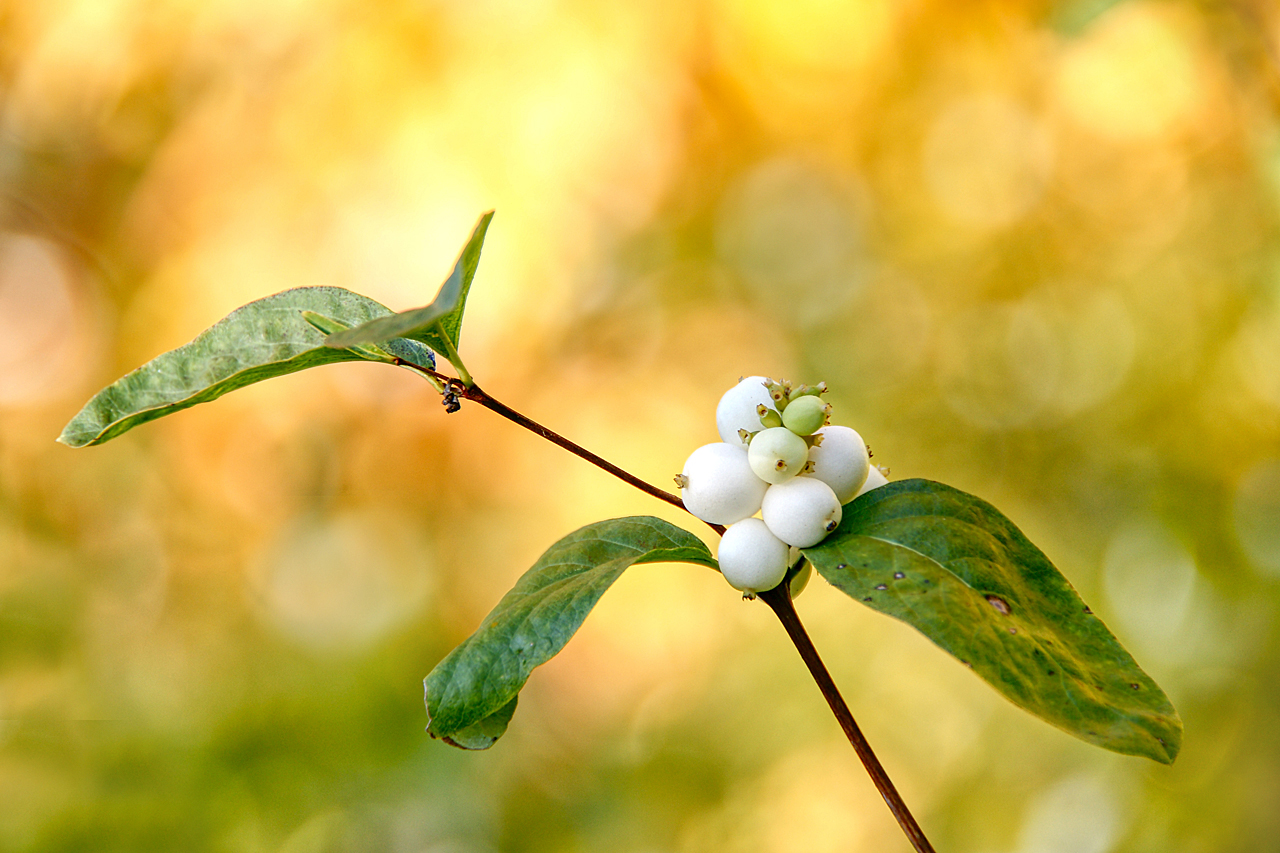 Schneebeere