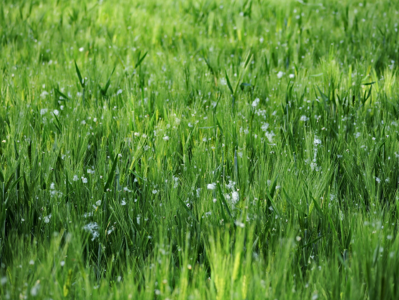 Schneeflocken auf den Ähren.