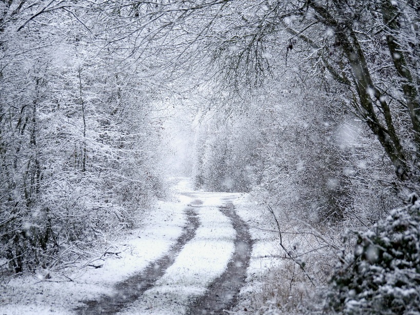 Schneegestöber im Wald.