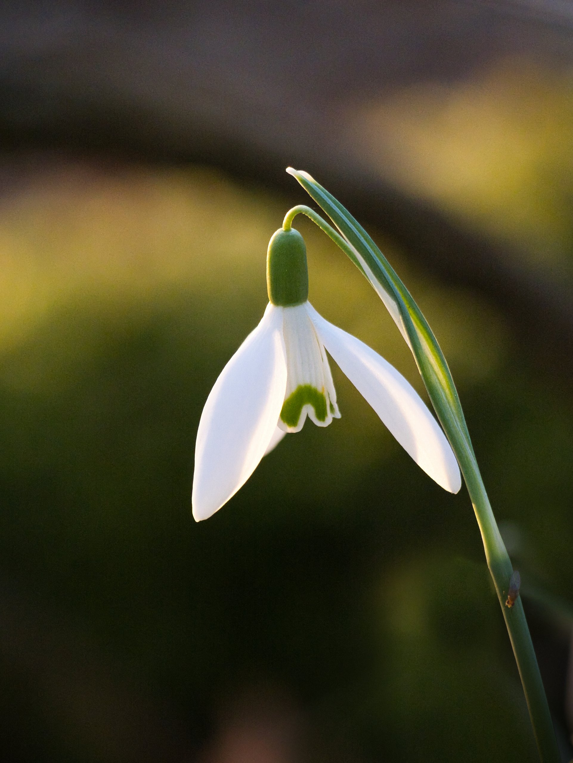 Schneeglöckchen im Abendlicht