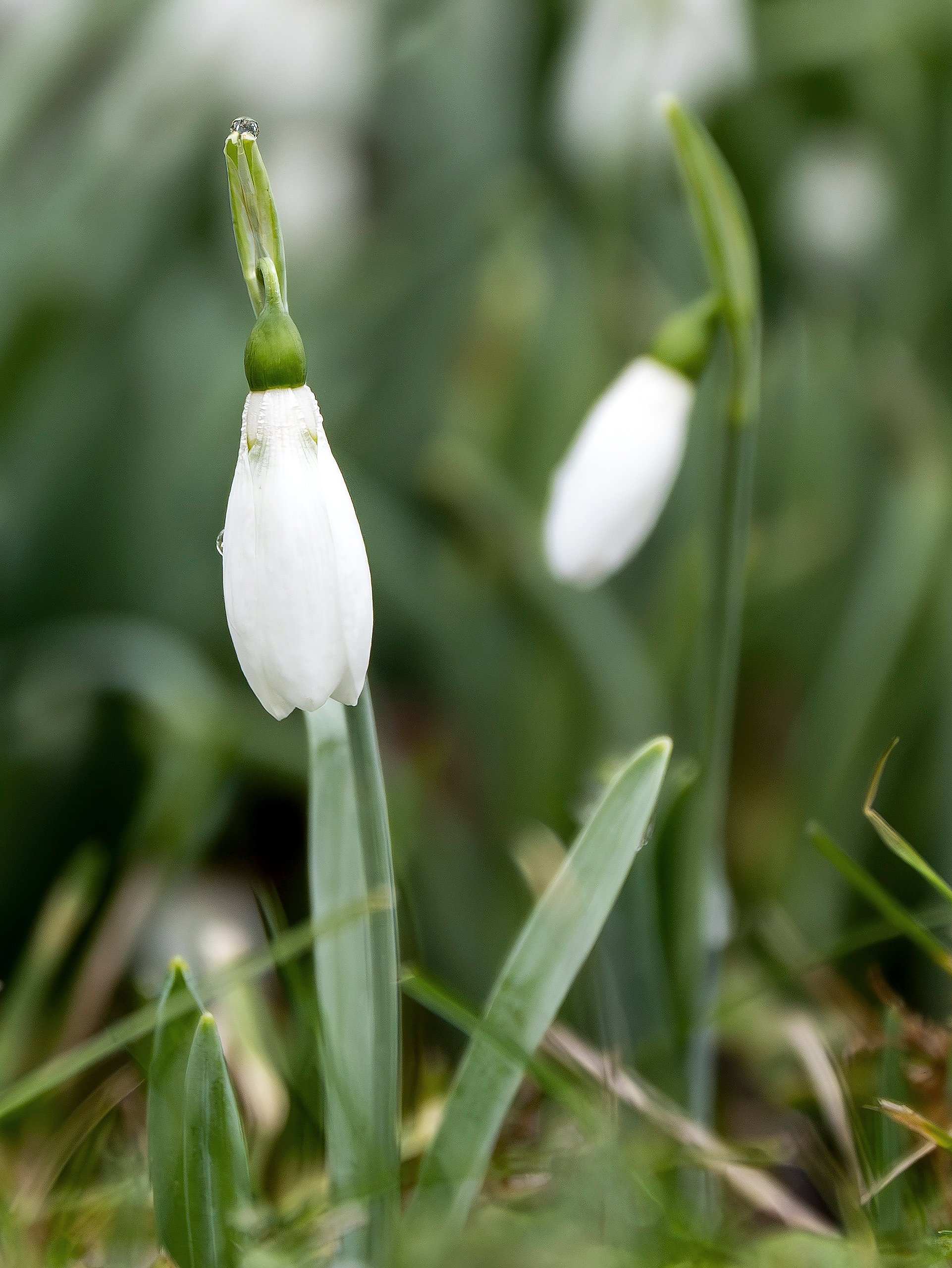 Schneeglöckchen