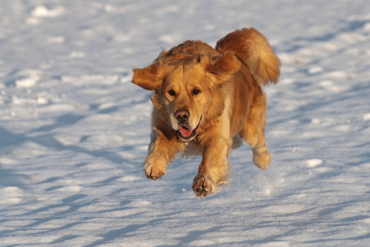 Schneehund