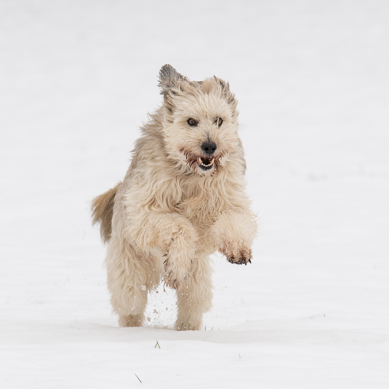 Schneemonster