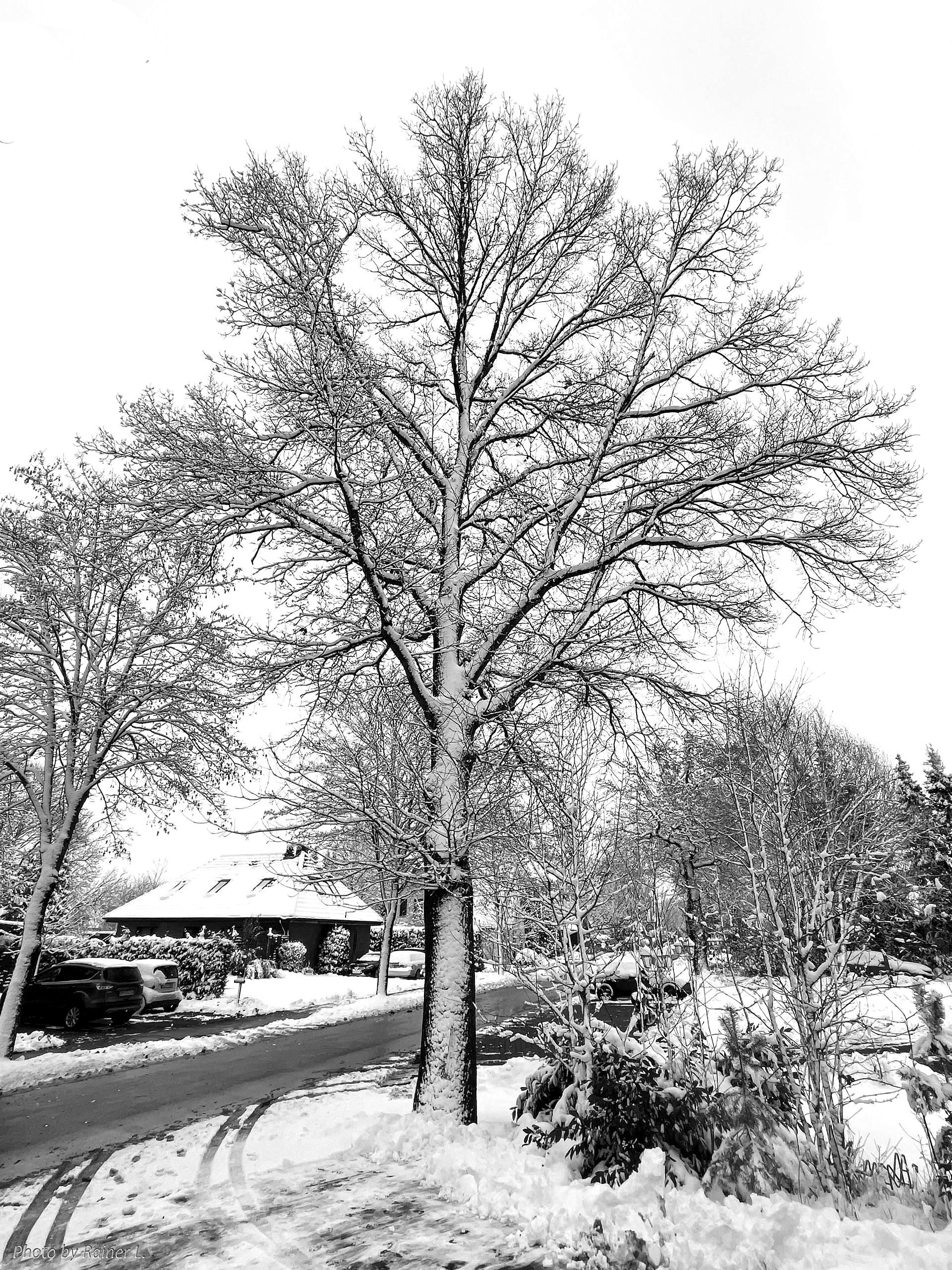 Schneeweiße Eiche II