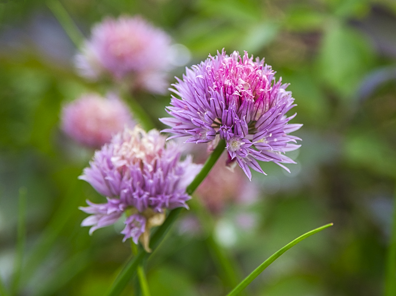 Schnittlauchblüte