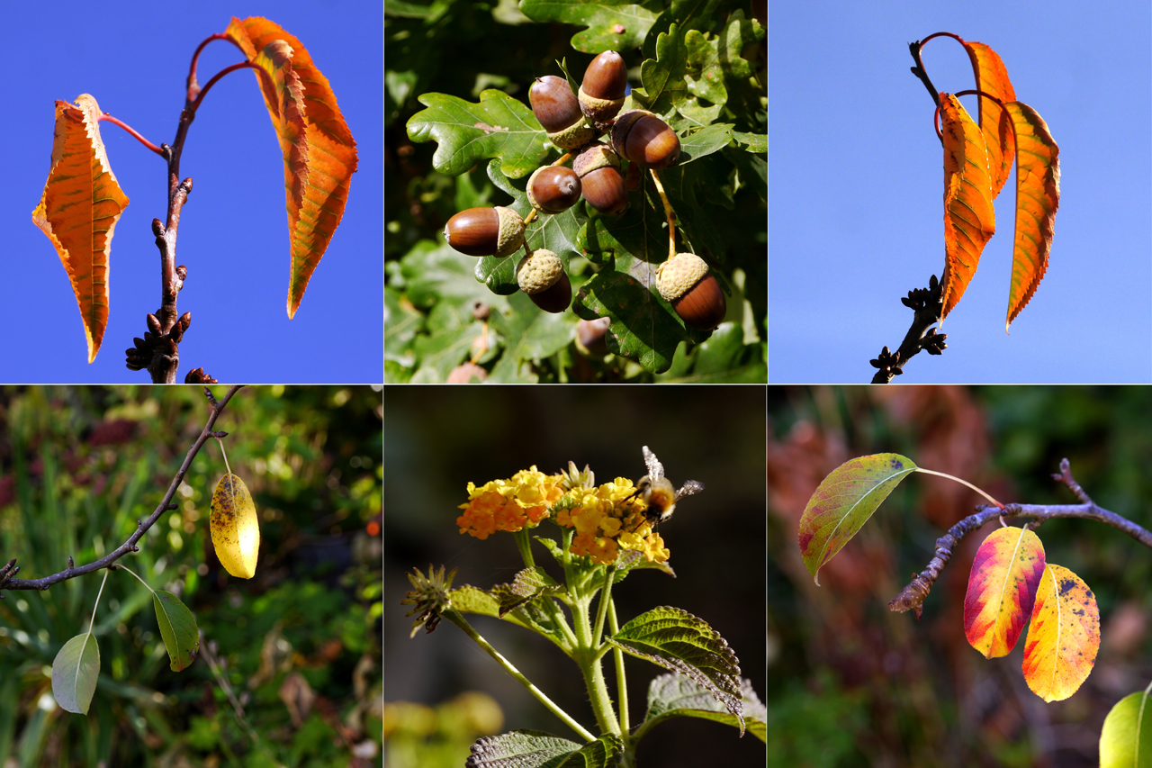 Schönheit im Garten Eden