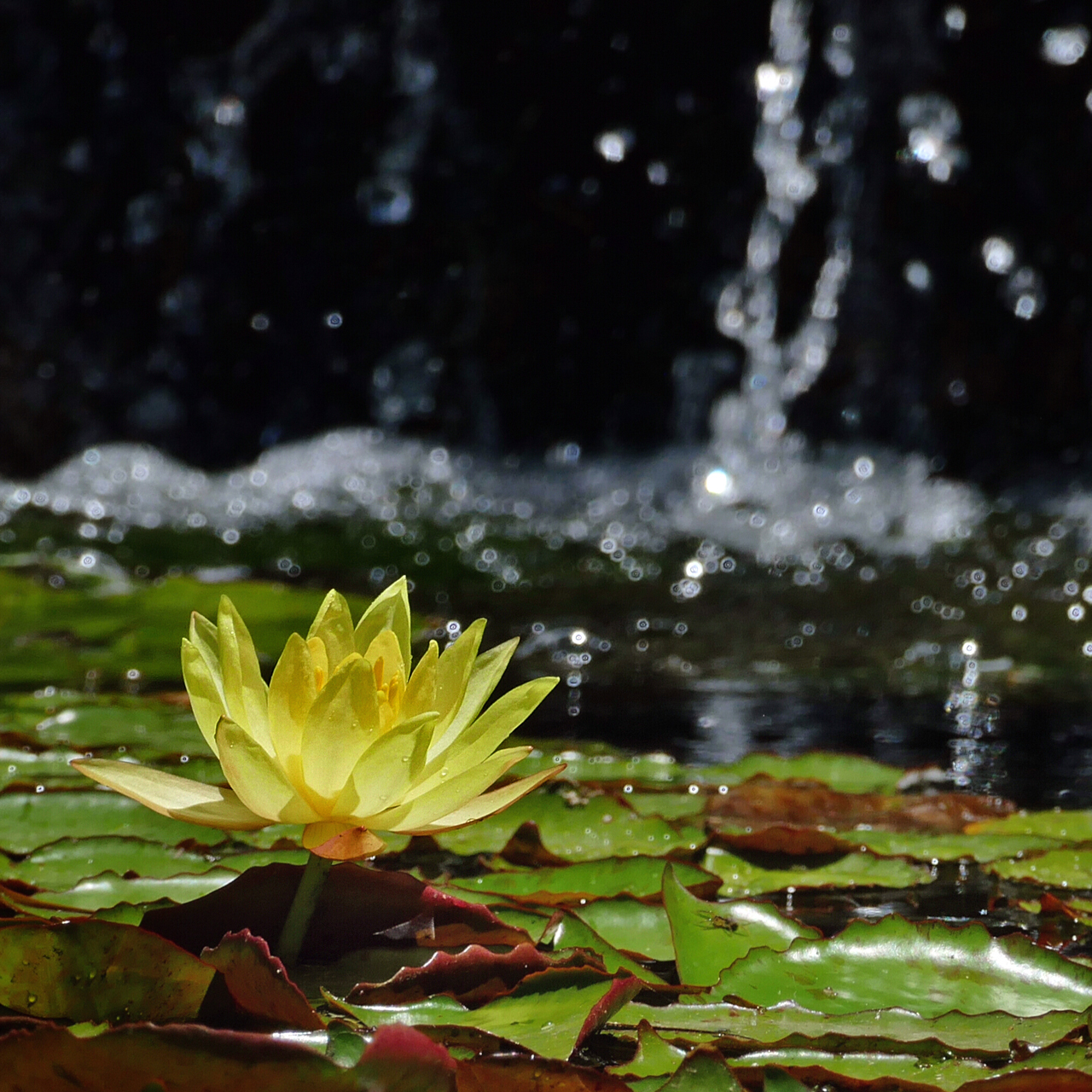 Schönheit im Wasser