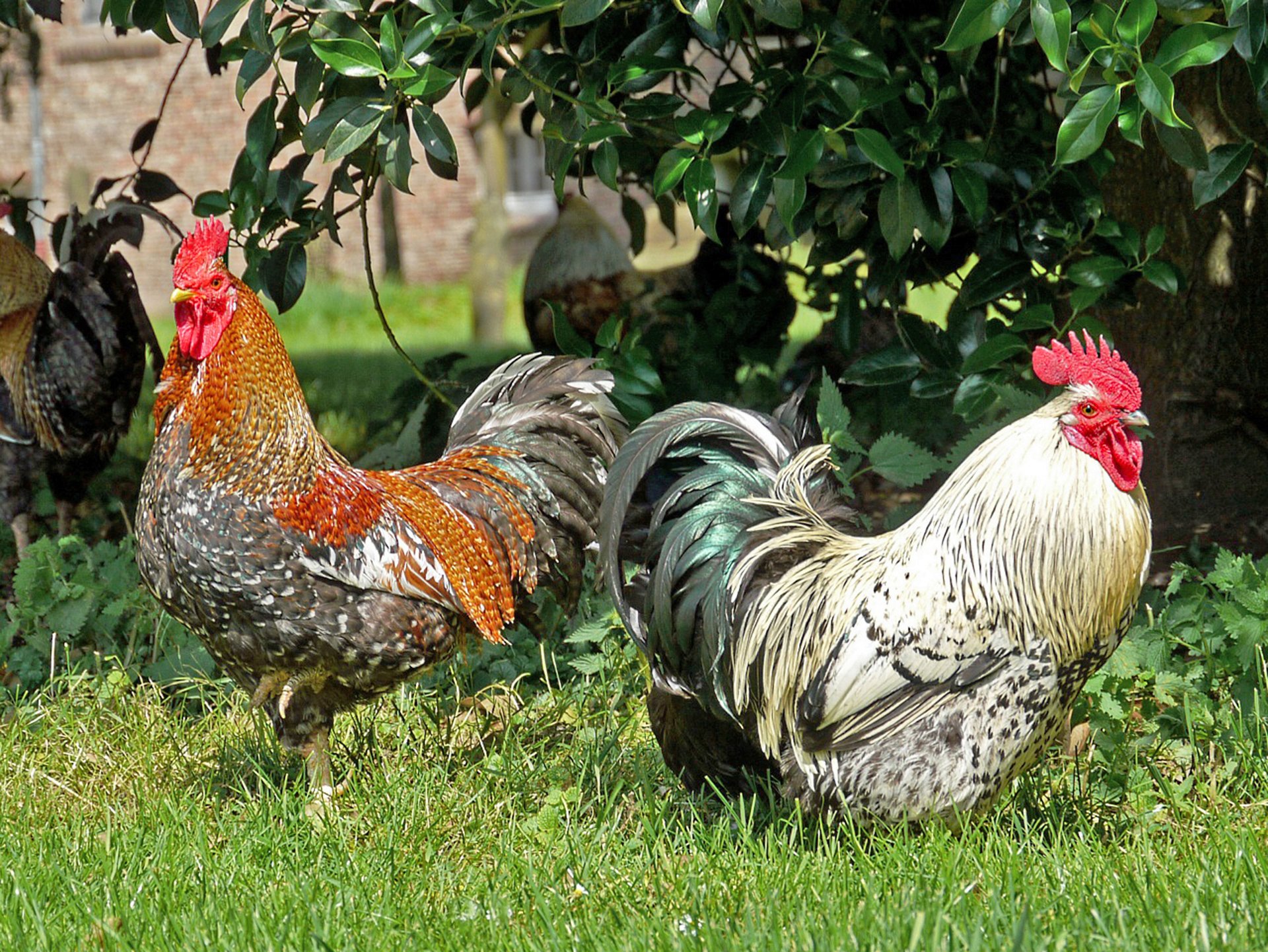 Schönheiten vom Land