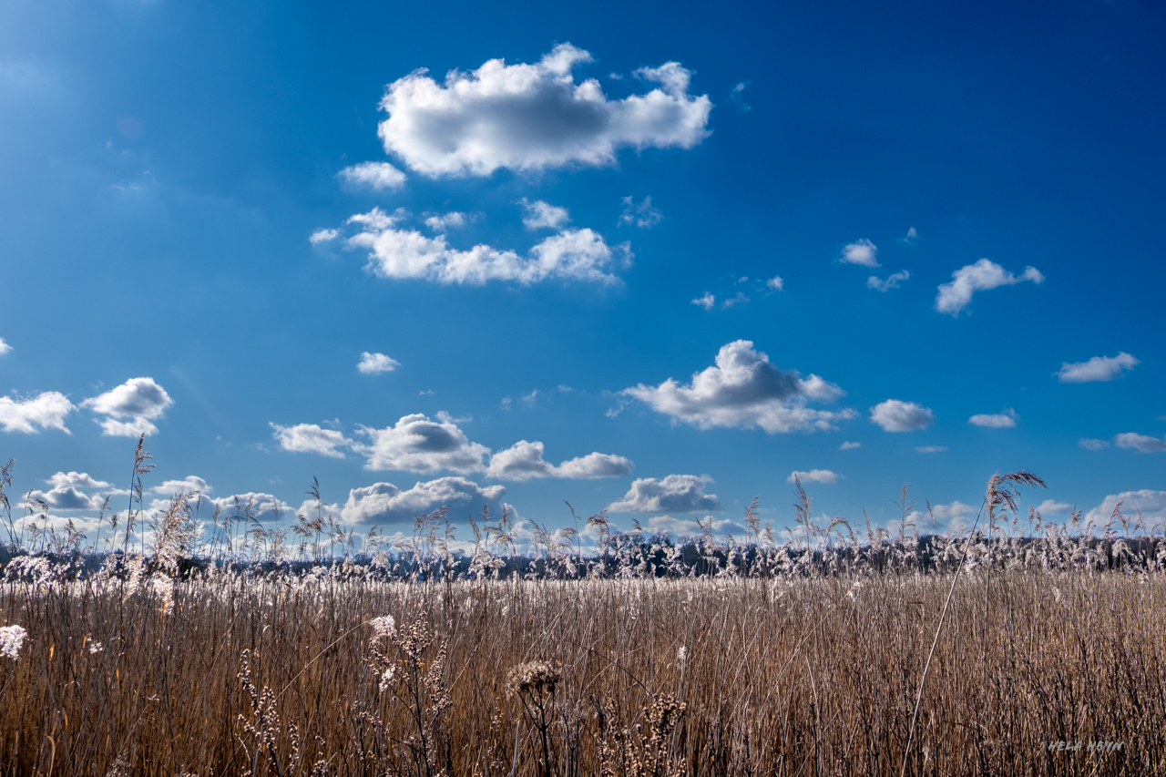 Schönwetterwolken