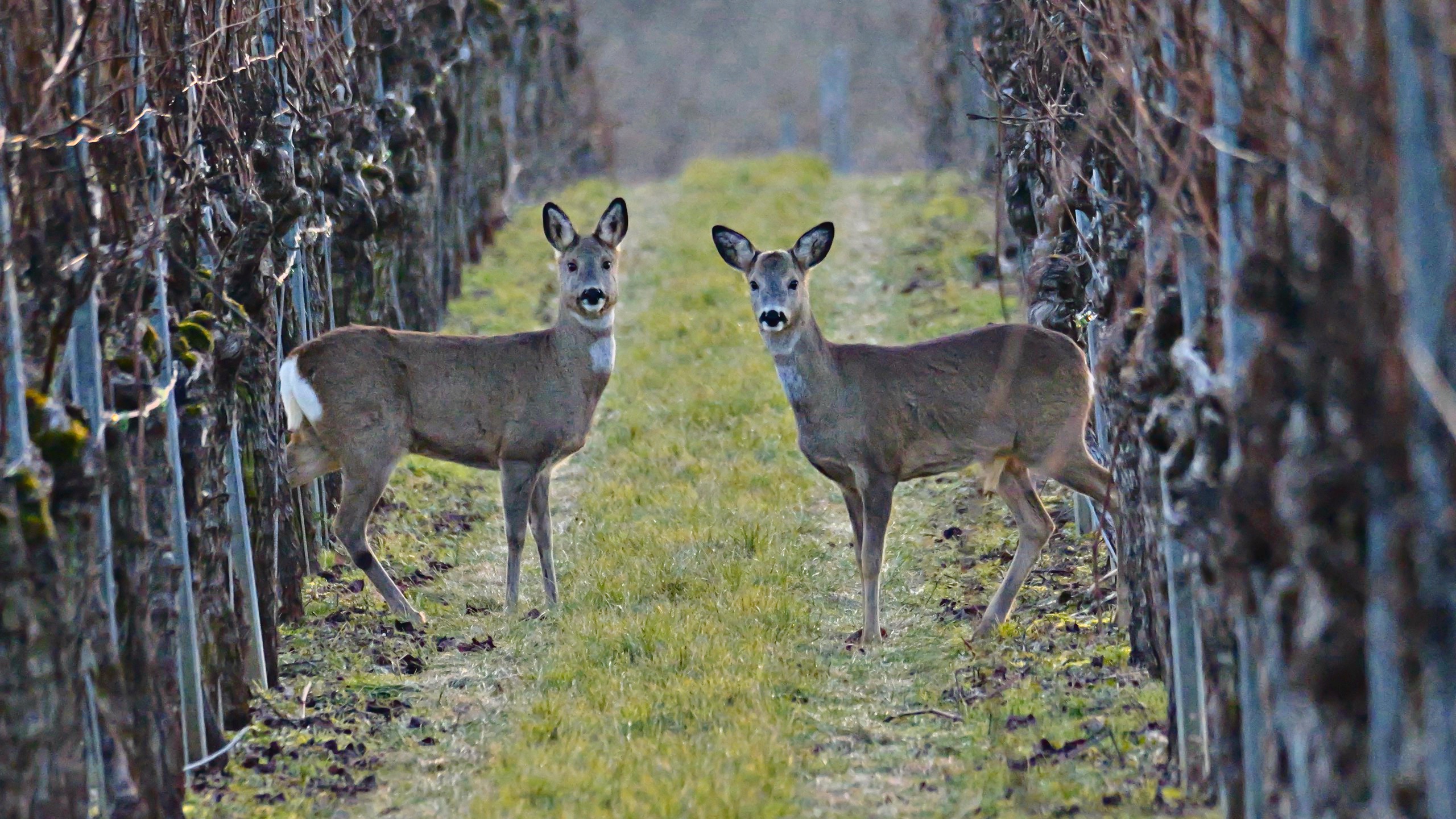 schon wieder dieser Typ