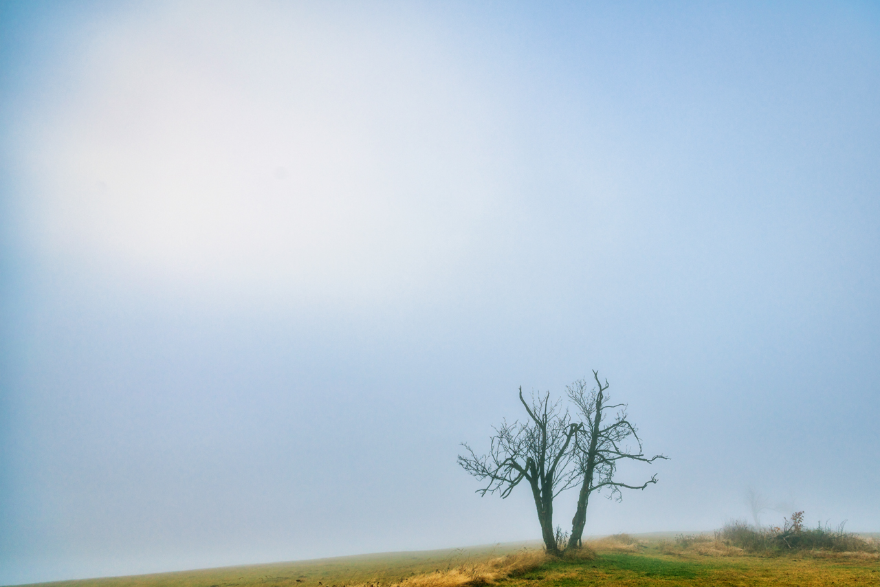 schon wieder ein Baum