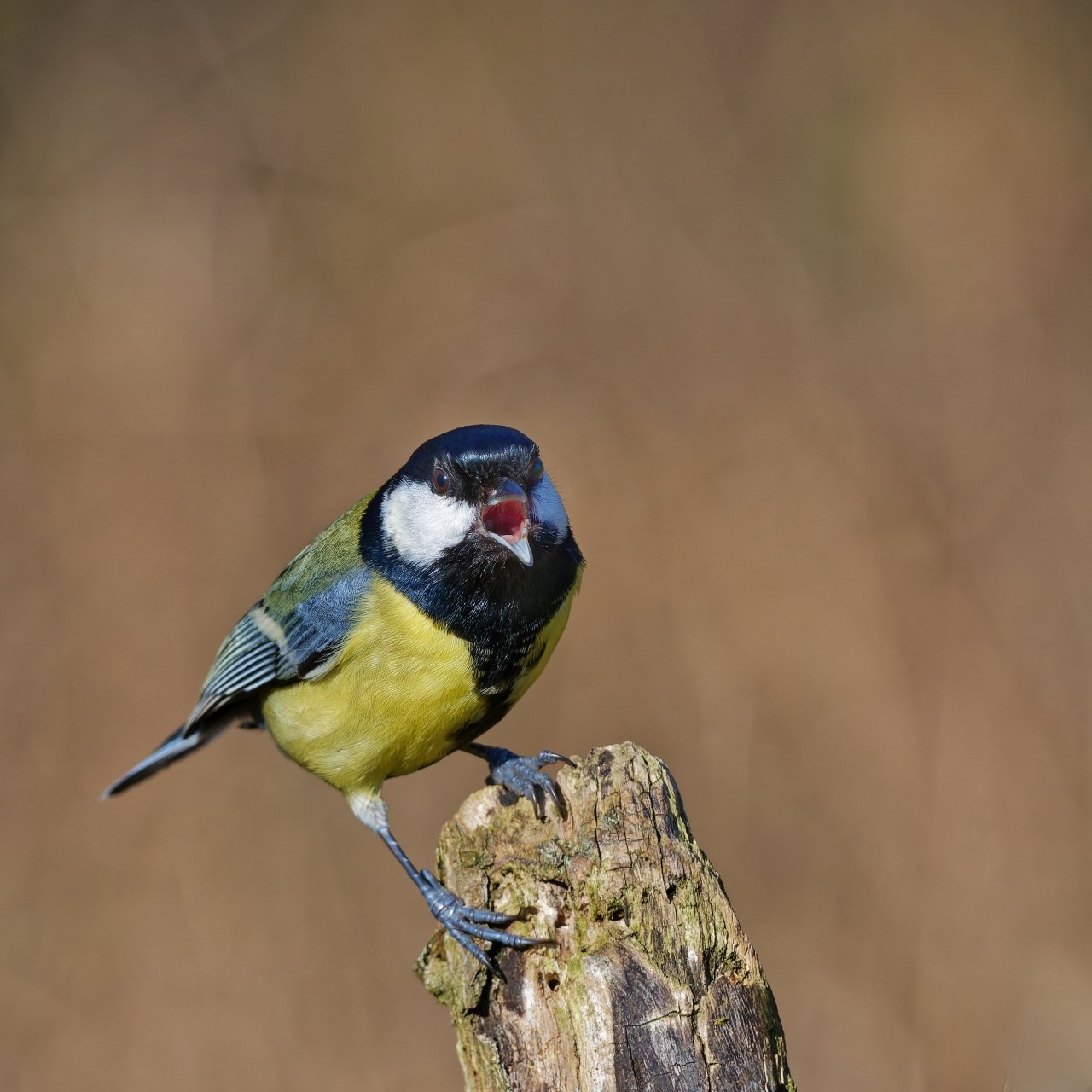 Schreihals - @ Herbert etwas heller linke Seite