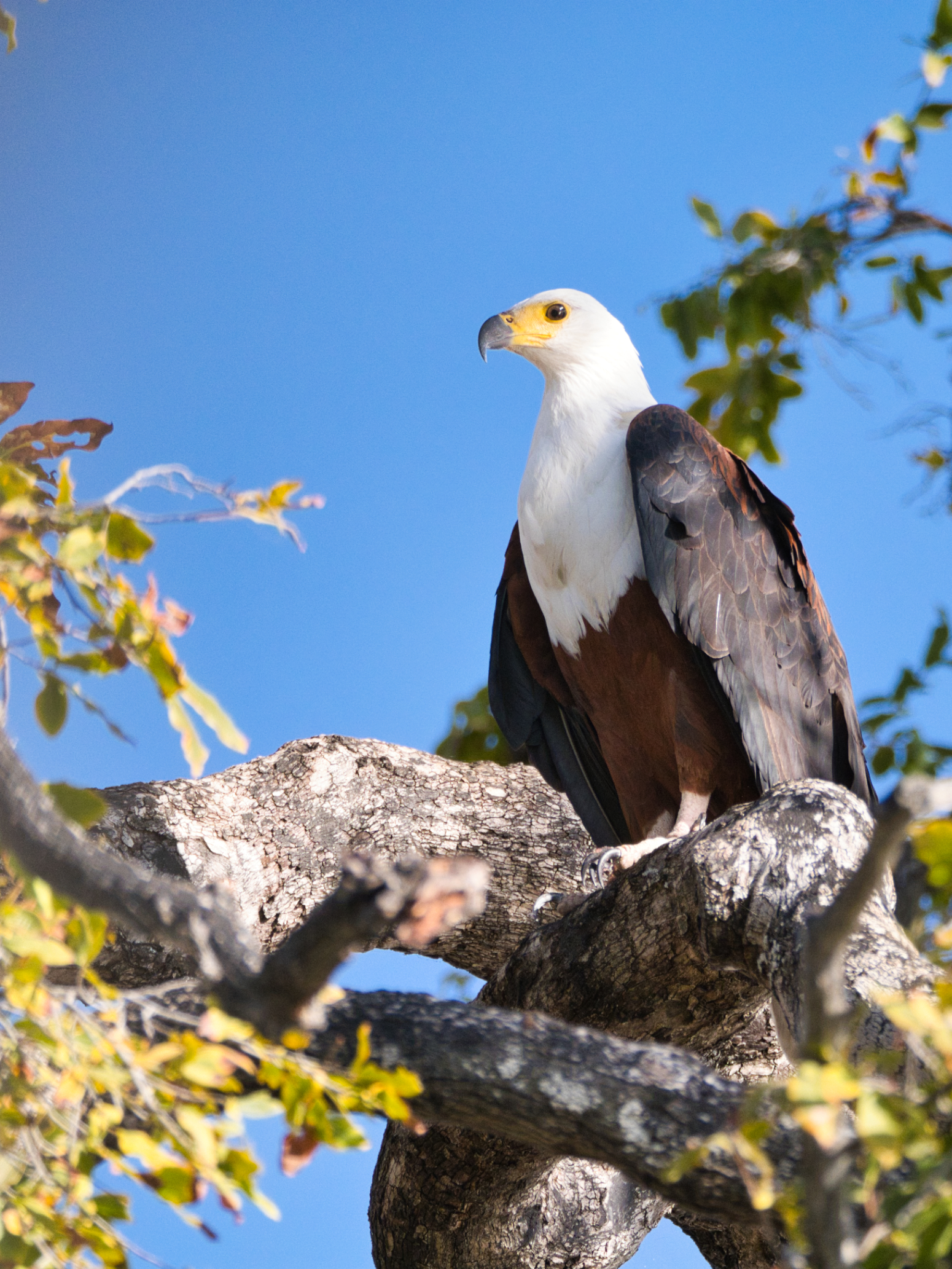 Schreiseeadler